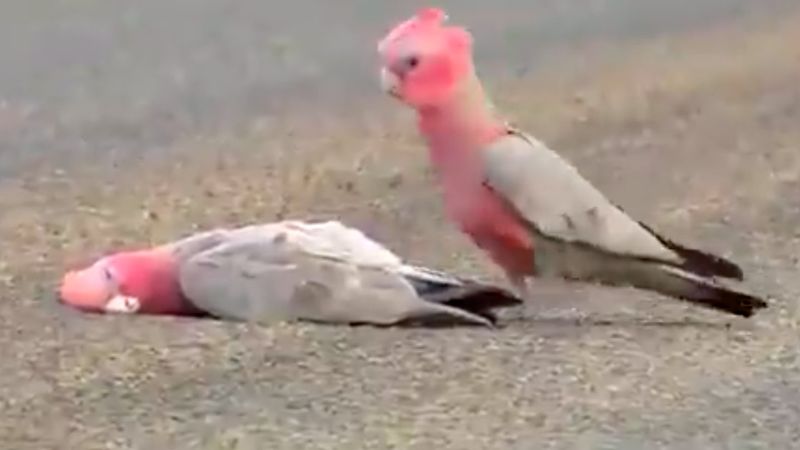 Zrozpaczona papuga opłakuje śmierć partnera. 45 sekunda filmiku złamała nam serce