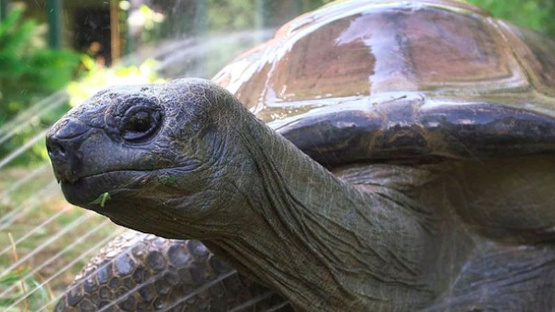 Zmarł 130-letni żółw Schurli. Gad stał się sławny podczas EURO 2016