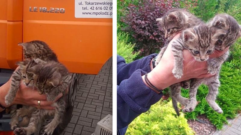 Łódź: Usłyszeli straszliwy płacz ze śmietnika. W środku znajdowały się 3 przerażone kotki