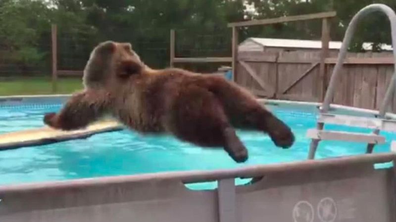 Wielki niedźwiedź wpada do basenu ogrodowego na jednej z posesji. Wideo ma ponad 25 mln odsłon