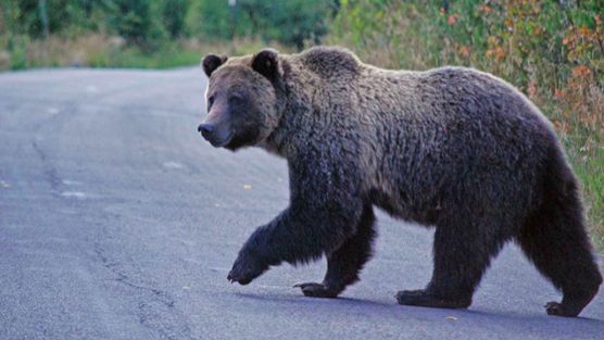 Groźny niedźwiedź na wolności! Policja w Zakopanem ostrzega mieszkańców