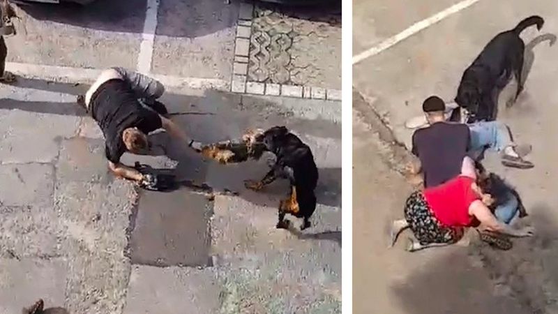 Tragedia w Chrzanowie: Agresywny rottweiler na oczach właścicielki zagryzł na śmierć jej pieska