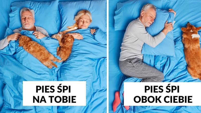 10 pozycji, w których śpi Twój pies. Zdradza wtedy co myśli o Waszej relacji