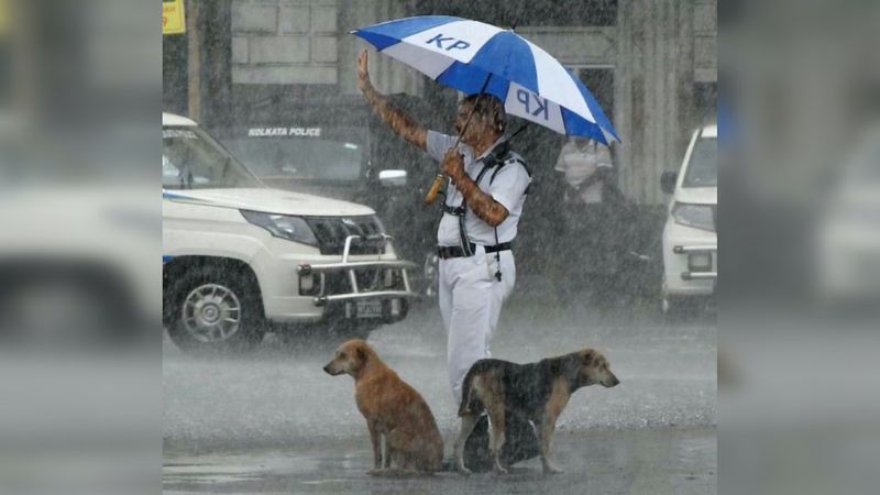 Policjant dzieli swój parasol z dwoma bezdomnymi psami podczas ulewnej burzy