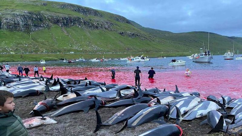W tym roku rzeź delfinów bardziej krwawa niż kiedykolwiek. Pobito wszelkie rekordy