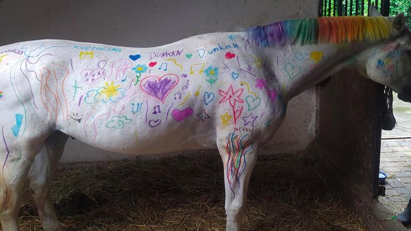 Koń zamiast kartki papieru atrakcją na półkolonii. Dzieci malowały po żywym zwierzęciu