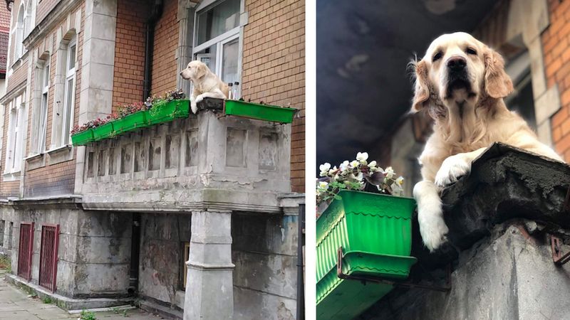 Pies z gdańskiego balkonu stał się prawdziwą atrakcją! Jest popularniejszy od Wieży Eiffla
