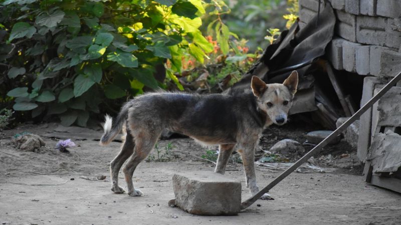 Mieszkaniec wsi Suchowola pobił psa tak makabrycznie, że zwierzak musiał zostać uśpiony