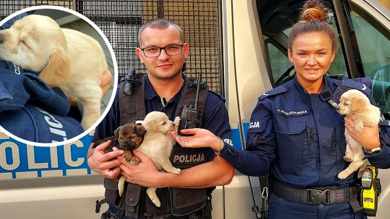 Policjanci uratowali i przygarnęli 3 małe szczeniaczki, które ktoś porzucił w kartonie