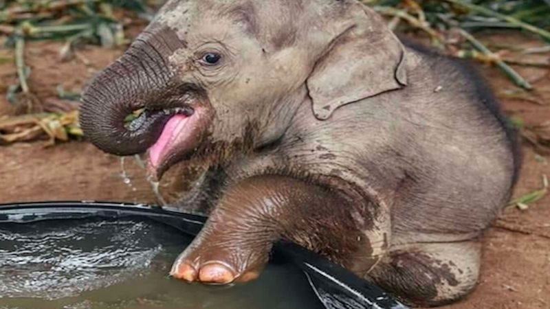 Uratowany mały słonik cieszy się swoją pierwszą kąpielą. Widok, który stapia serca