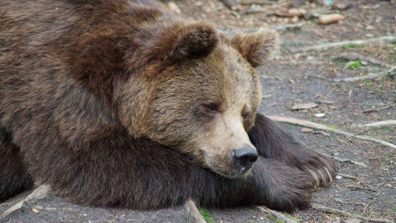 Wyrok śmierci na niedźwiedzicę ze słowackich Tatr. Mamę dwóch maleństw spotkał straszny los