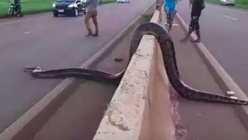 Gigantyczny wąż na autostradzie! Droga jest całkowicie zablokowana