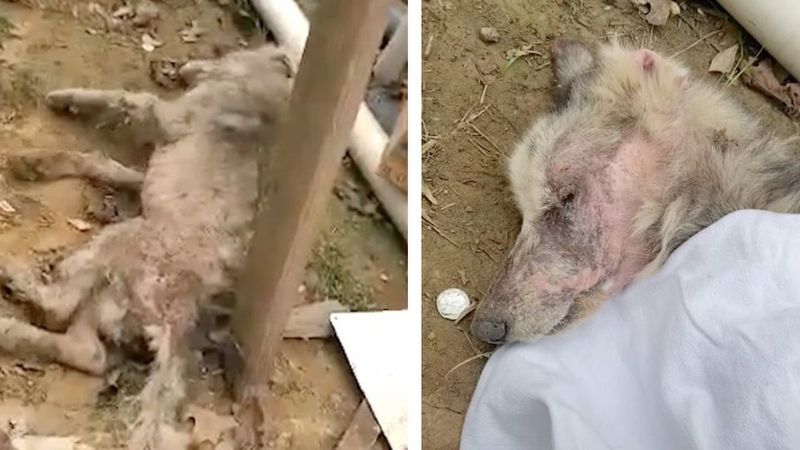 Pies w tragicznym stanie zemdlał na ich ogródku i przez tydzień nie otwierał oczu