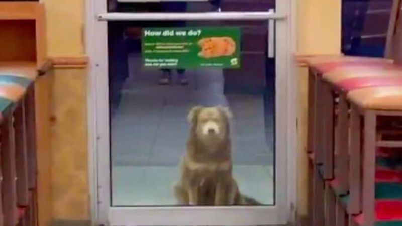 Bezdomny pies codziennie odwiedza sieciową restaurację z kanapkami, aby zjeść darmowy posiłek