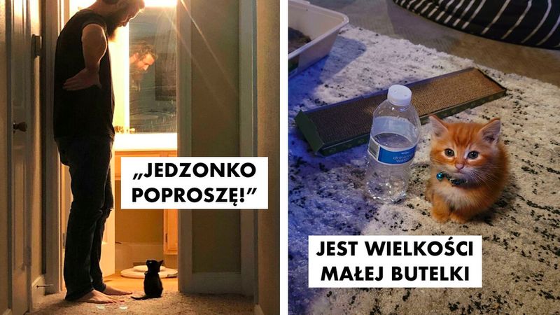 20 kociaków, które są tak malutkie i słodkie, że to powinno być nielegalne