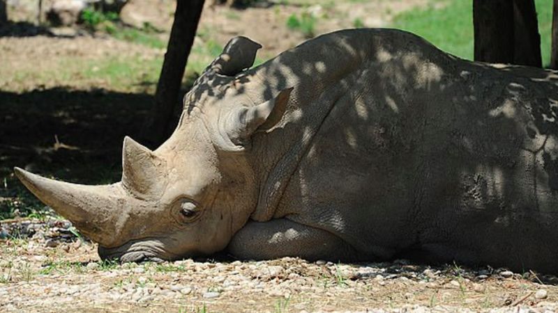 Zmarł najstarszy żyjący nosorożec biały na świecie. Odszedł w wieku 54 lat