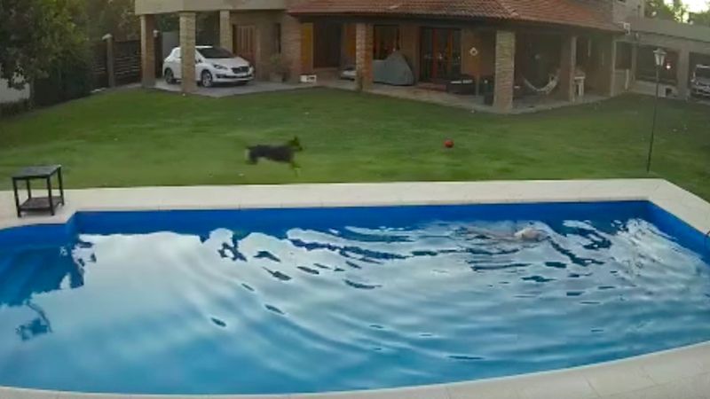 Starsza i niedowidząca suczka wpadła do basenu. Niesamowita reakcja drugiego psa