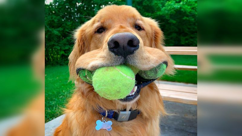 Pies, który potrafi pomieścić w buzi 6 piłek tenisowych, trafił do Księgi Rekordów Guinnessa