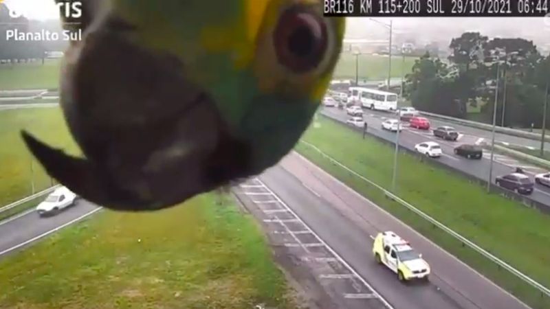 Papuga postawiła sprawić niespodziankę i wystąpiła przed kamerą drogową. Co za nagranie!