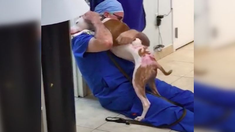 Pies spotkał weterynarza, który uratował mu życie. Trudno nie płakać, widząc jego reakcję