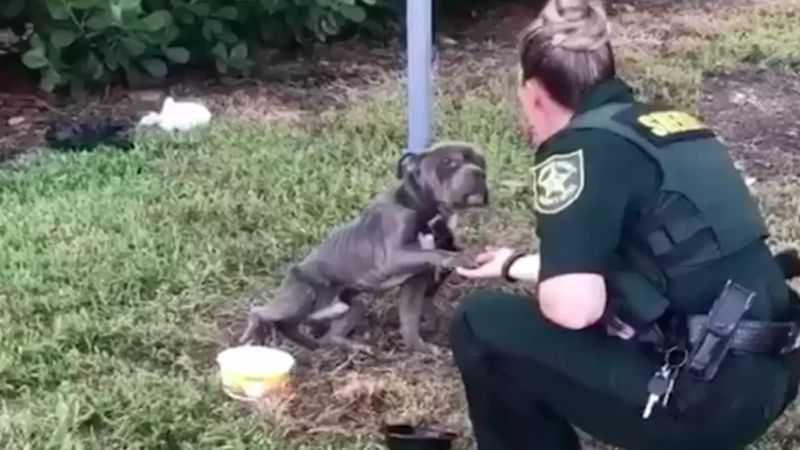 Pies przywiązany do słupa wyciągał łapę do funkcjonariuszki, która przyszła go uratować
