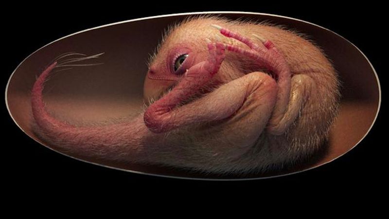 Odnaleziono idealnie zachowany embrion dinozaura sprzed około 70 milionów lat!