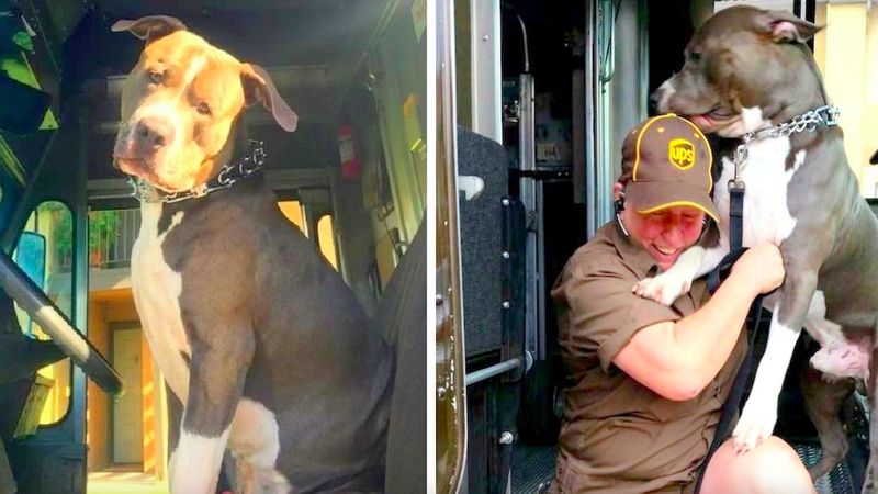 Pit Bull znajduje ukojenie i nową nadzieję w kurierce UPS, która ratuje jego życie i serce
