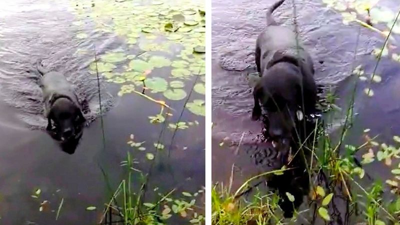 Wpadł w panikę, gdy jego pies wskoczył do jeziora. „Zauważyłem małe stworzenie w jego pysku”
