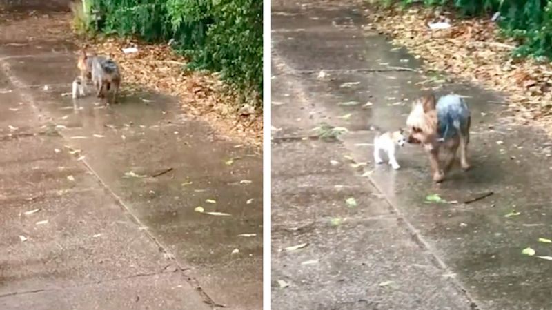 Słodka suczka zauważa małego kotka na deszczu i zabiera go do swojego domu