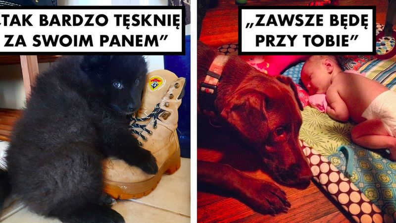 15 zwierzaczków, które kochają swoich ludzi nieskończoną ilością miłości