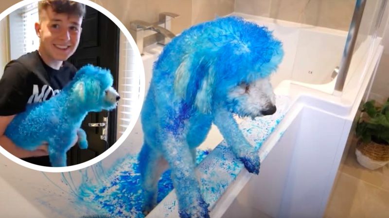 YouTuber dla żartu przefarbował psa na niebiesko. Wszystko po to, aby nagrać reakcję rodziców