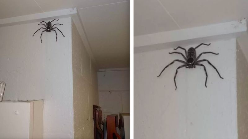 Kobieta dzieli swój dom z gigantycznym pająkiem. „Charlotte jest zupełnie nieszkodliwa”