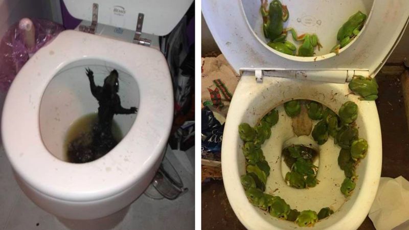 13 przerażających stworzeń, które ludzie znaleźli w swoich toaletach