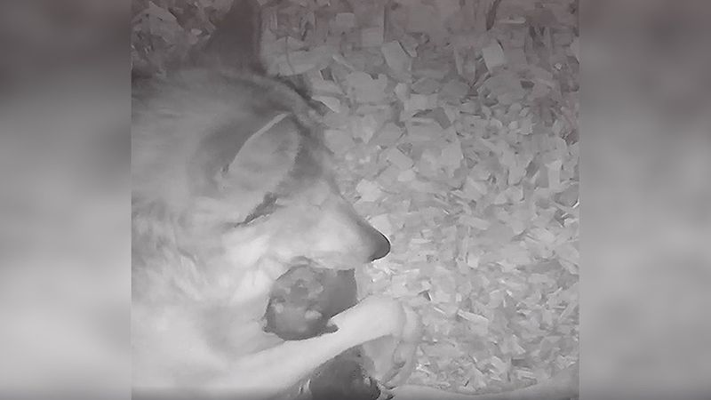 Ukryta kamera zarejestrowała niezwykłą chwilę pomiędzy wilczycą i jej maleństwem