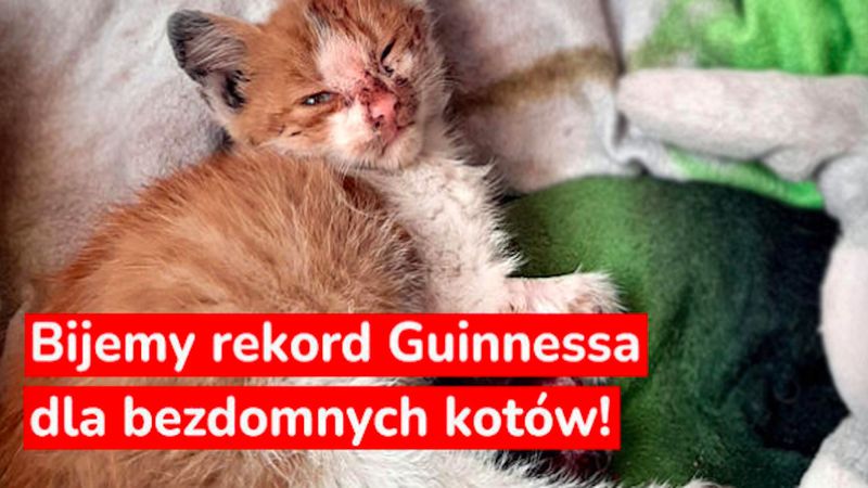 Polskie stowarzyszenie próbuje pobić światowy rekord Guinnessa, aby uratować bezdomne koty!