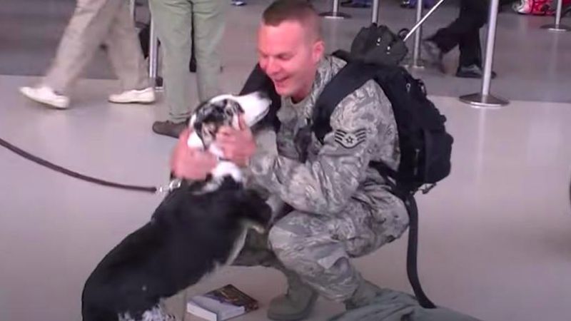 Pies wita żołnierza na lotnisku. Filmik to prawdziwy wyciskacz łez!