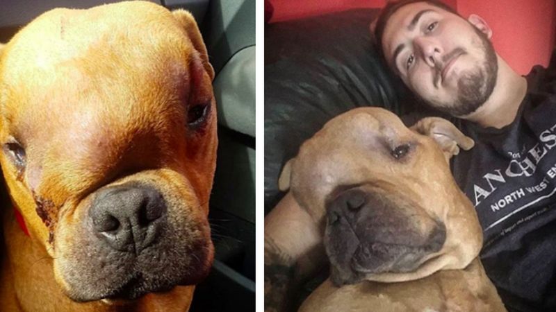 Adoptował psa z ogromnym guzem na głowie, aby jego ostatnie dni były szczęśliwe i niezapomniane