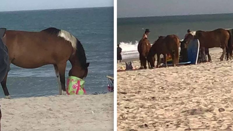 Szajka koni-złodziei grasuje na plaży. Okradają ludzi, uważajcie na swoje rzeczy!
