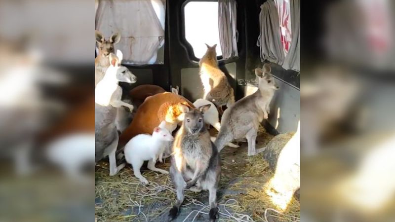 Udało się ewakuować 10 kangurów z ZOO w Charkowie. „Były całkowicie przerażone”