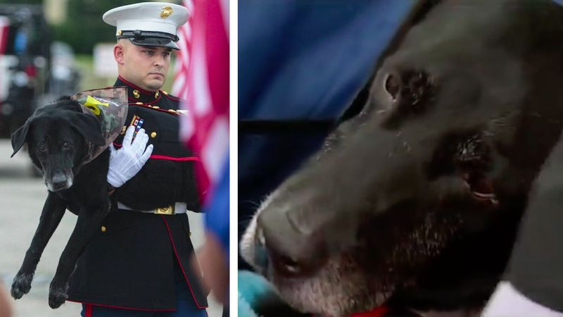 Ostatnia droga byłego psa wojskowego. Pożegnano go jak na bohatera przystało