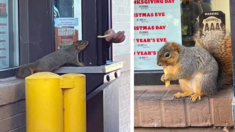 Wiewiórka wepchnęła się na początek kolejki do okienka w Burger Kingu i wywołała opóźnienie