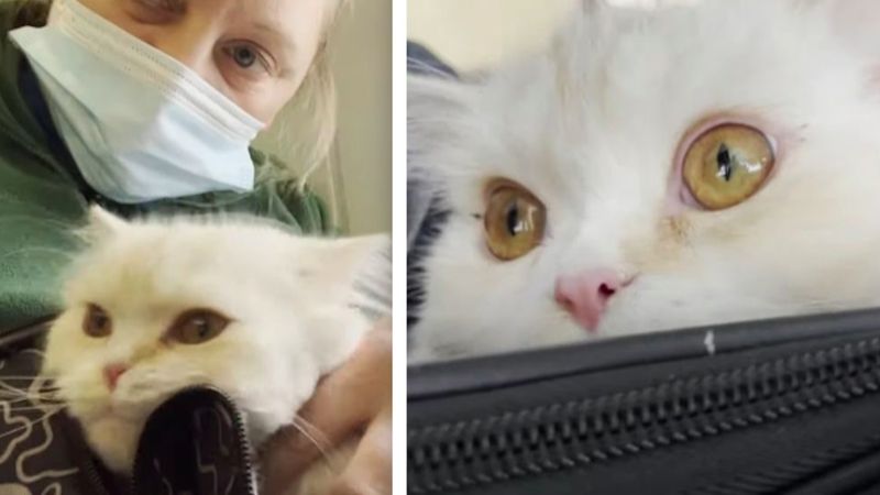 Wolontariuszka poleciała z kotem uratowanym z Ukrainy aż do USA, aby połączyć go z jego mamą