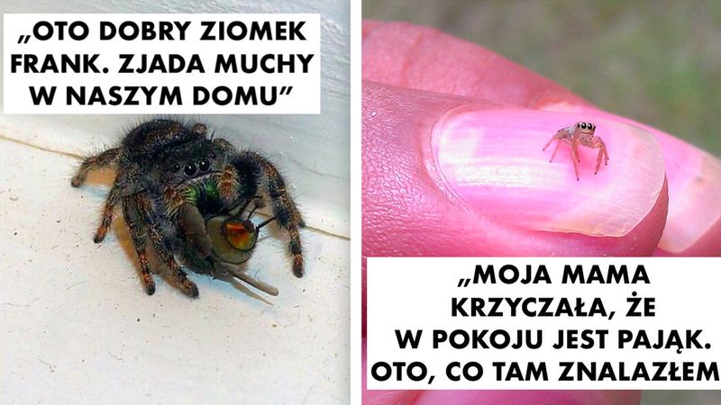 20 najbardziej czarujących zdjęć pająków, jakie kiedykolwiek zobaczysz