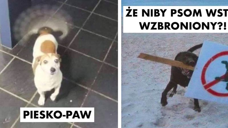 20 zdjęć głupkowatych psów, które powinny mieć płacone za swoje talenty komediowe