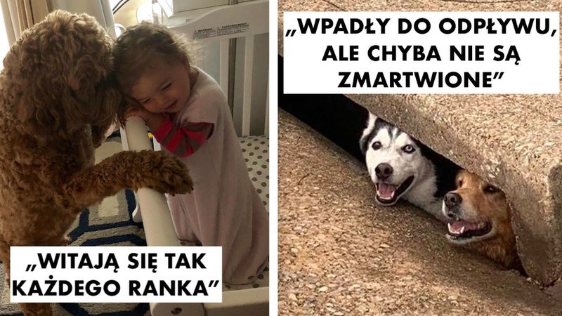 20 zwierzaków, które działają niczym magiczna tabletka na dobry humor