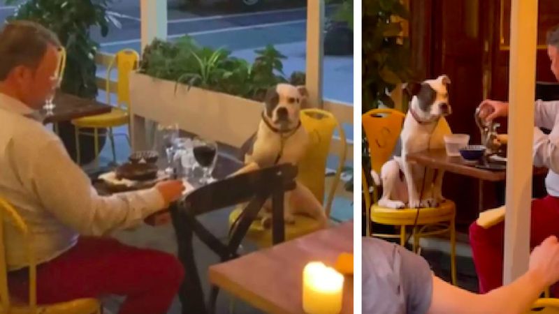 Niecodzienna scena w restauracji. Mężczyzna był na najsłodszej randce ze swoim psem