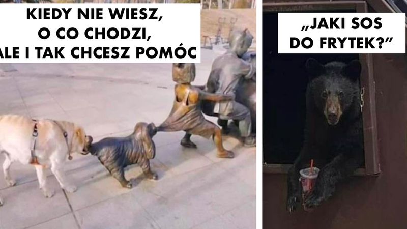 22 zwierzaki, które posunęły się do niecnych czynów, aby zdobyć uwagę ludzi