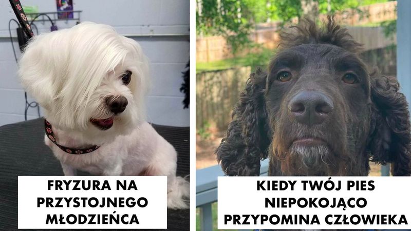20 razy, gdy ludzie zabrali psy do fryzjera, a po powrocie otrzymali zupełnie innego zwierzaka