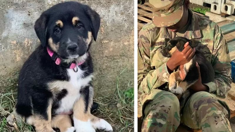 Żołnierka spotyka psa, którego uratowała za granicą. „Nie mogła uwierzyć, że to się dzieje”