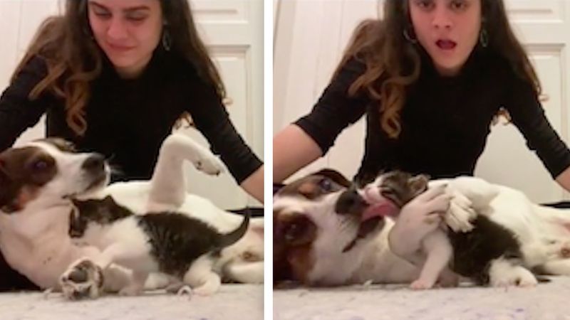 Zrozpaczony pies poznaje nową kocią siostrzyczkę i natychmiast obsypuje ją pocałunkami